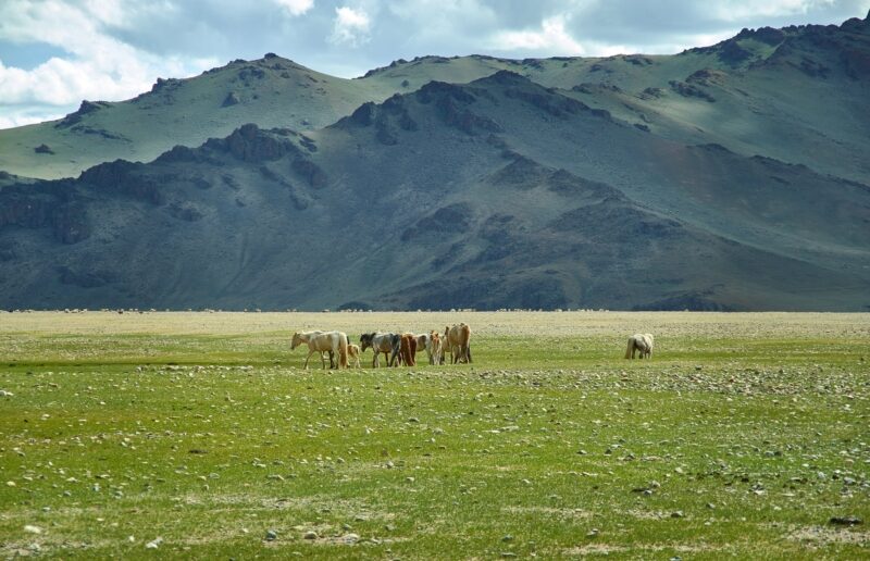 Altai Mountains Mongolia Herds