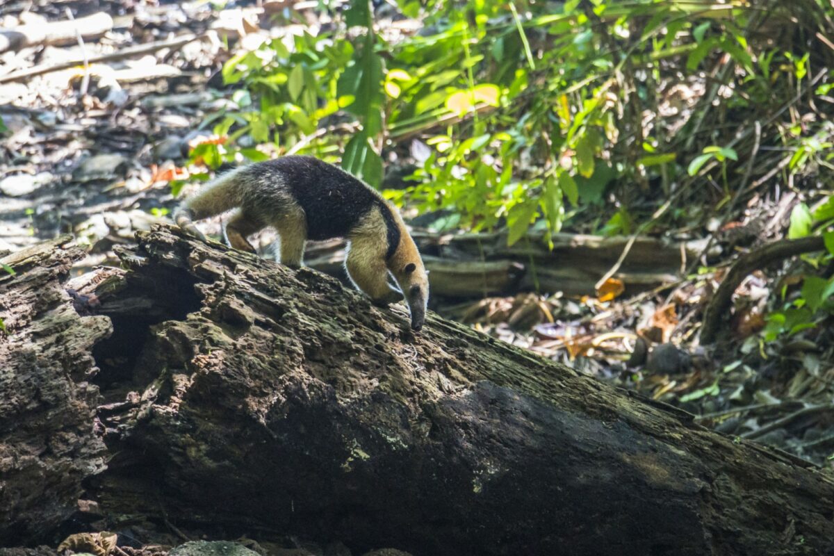 Ant eater searching for food in Corcovado Costa Rica