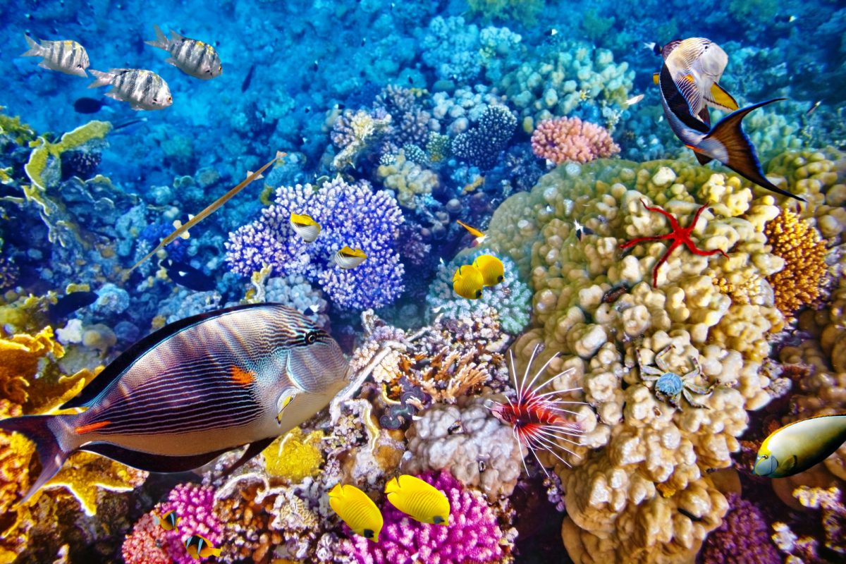 Aus_Great Barrier Reef