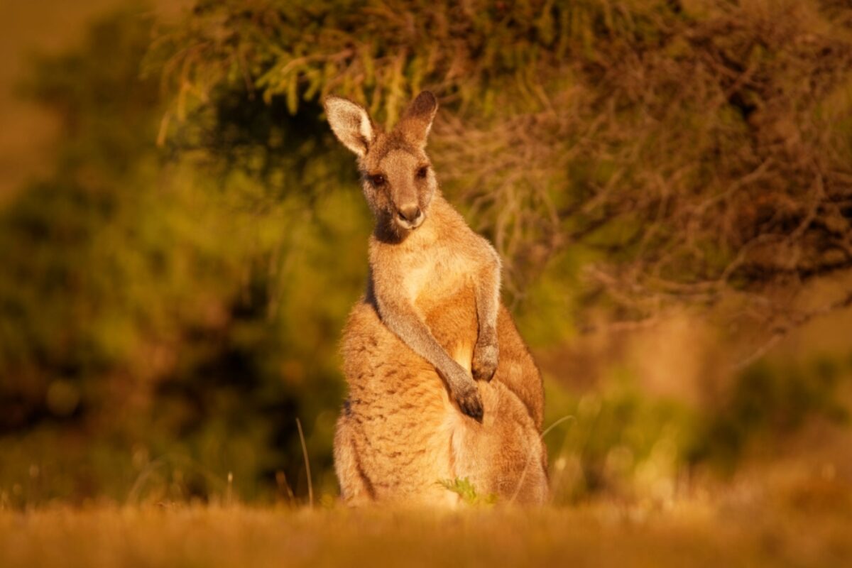 Aus Tasmania Eastern Grey Kangaroo