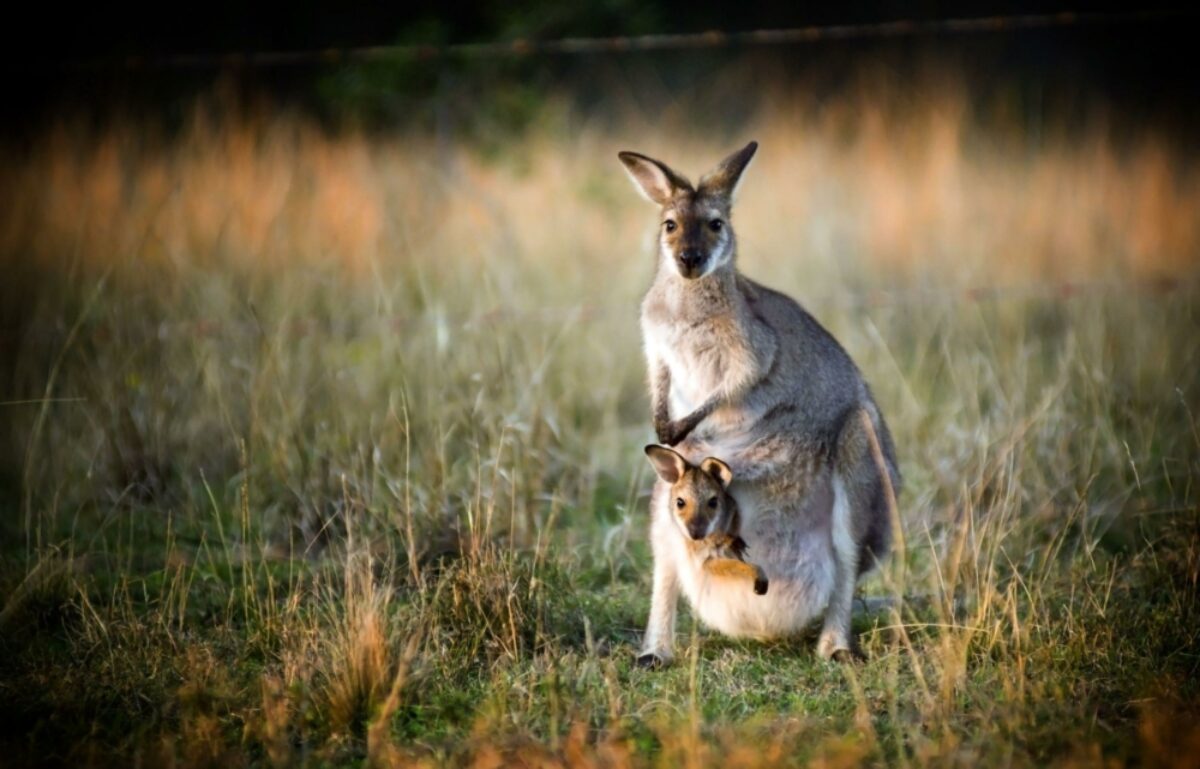 Aus kangaroos