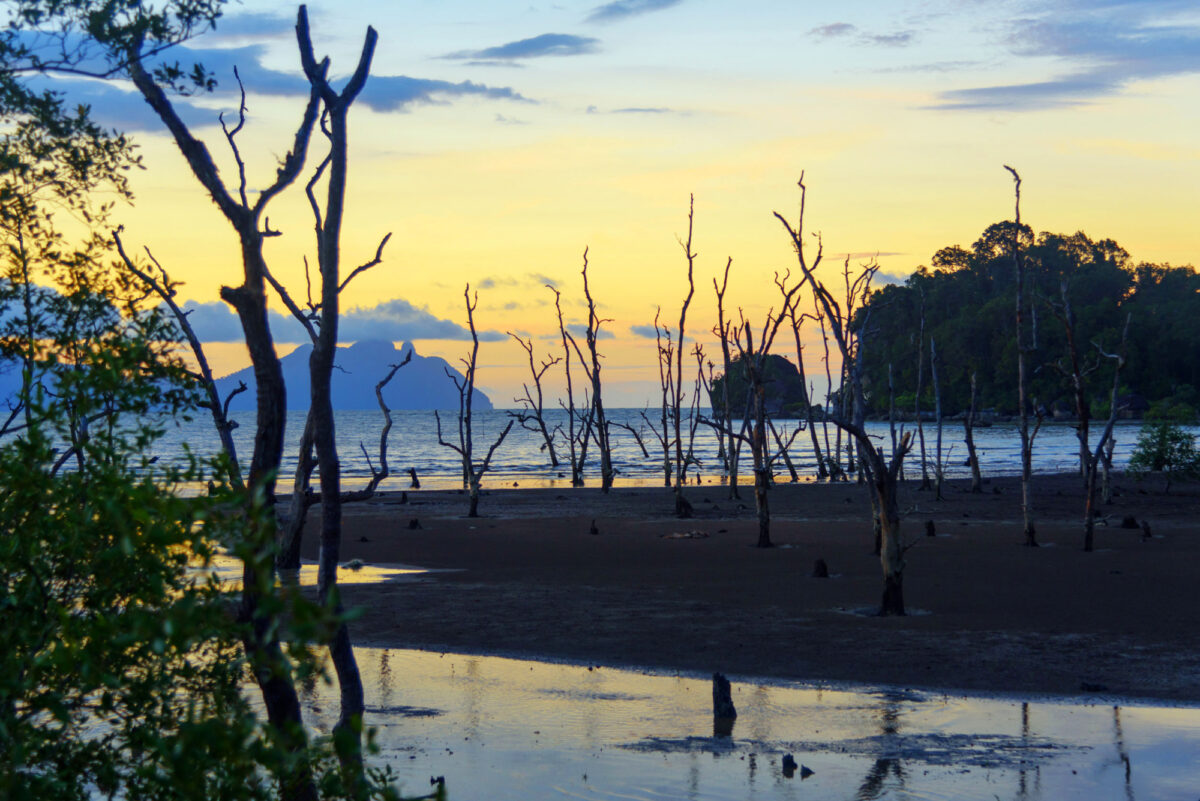 Borneo Bako National Park Dead mangrove trees on beach at sunset