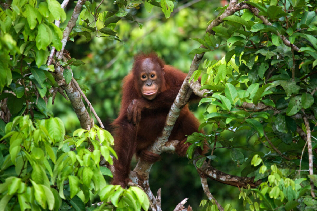 Borneo Orangutan6