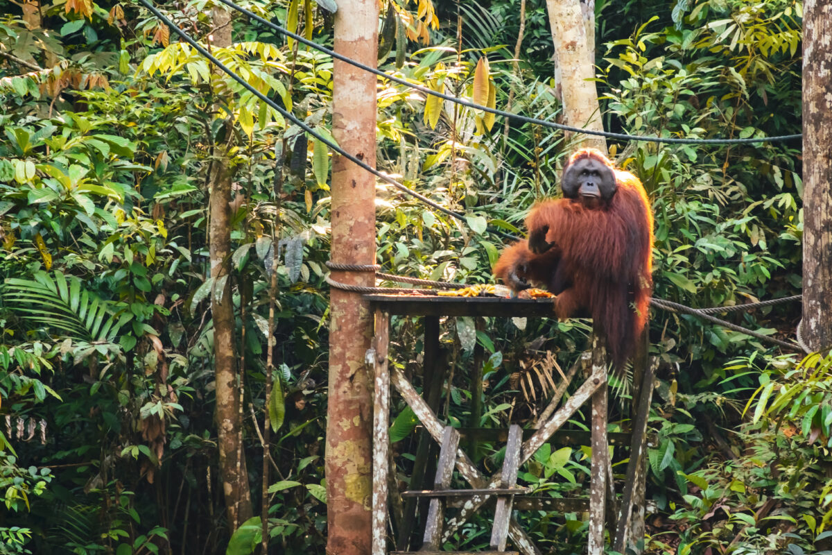 Borneo Orangutan9