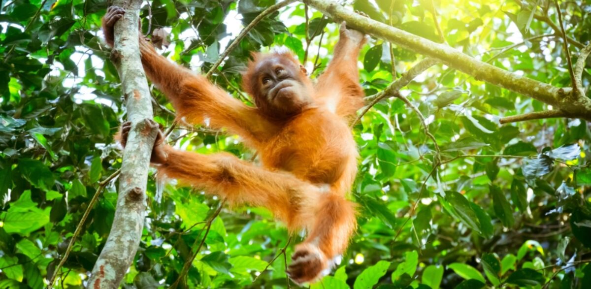 Borneo Orangutanbaby