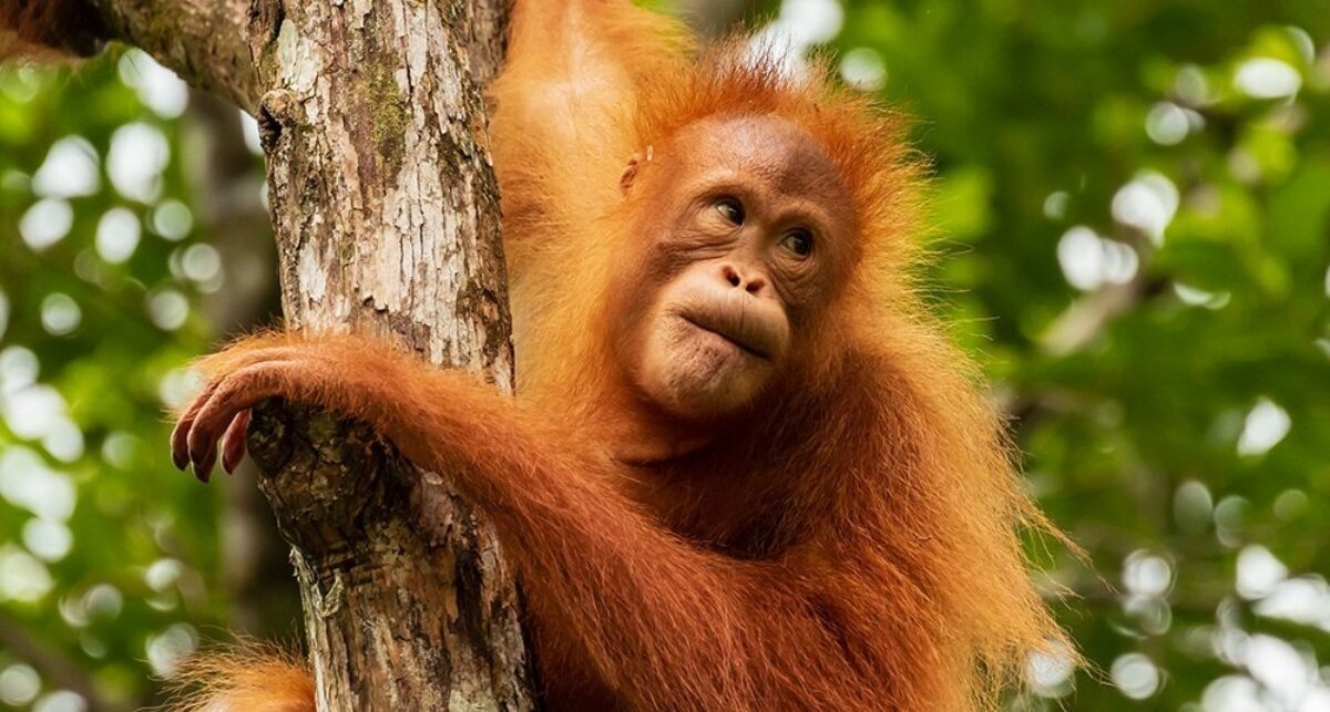 Borneo Orangutantree