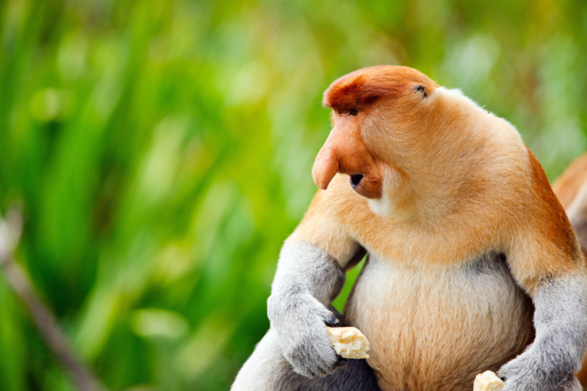 Borneo Proboscis monkey