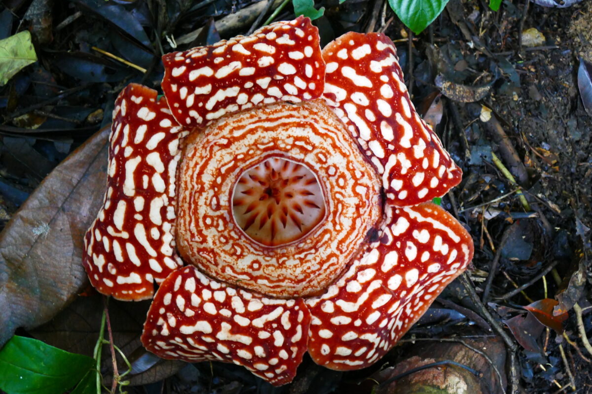 Borneo_Rafflesiaflower