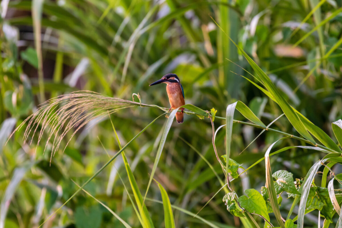 Borneo_Sabah_Kingfisher