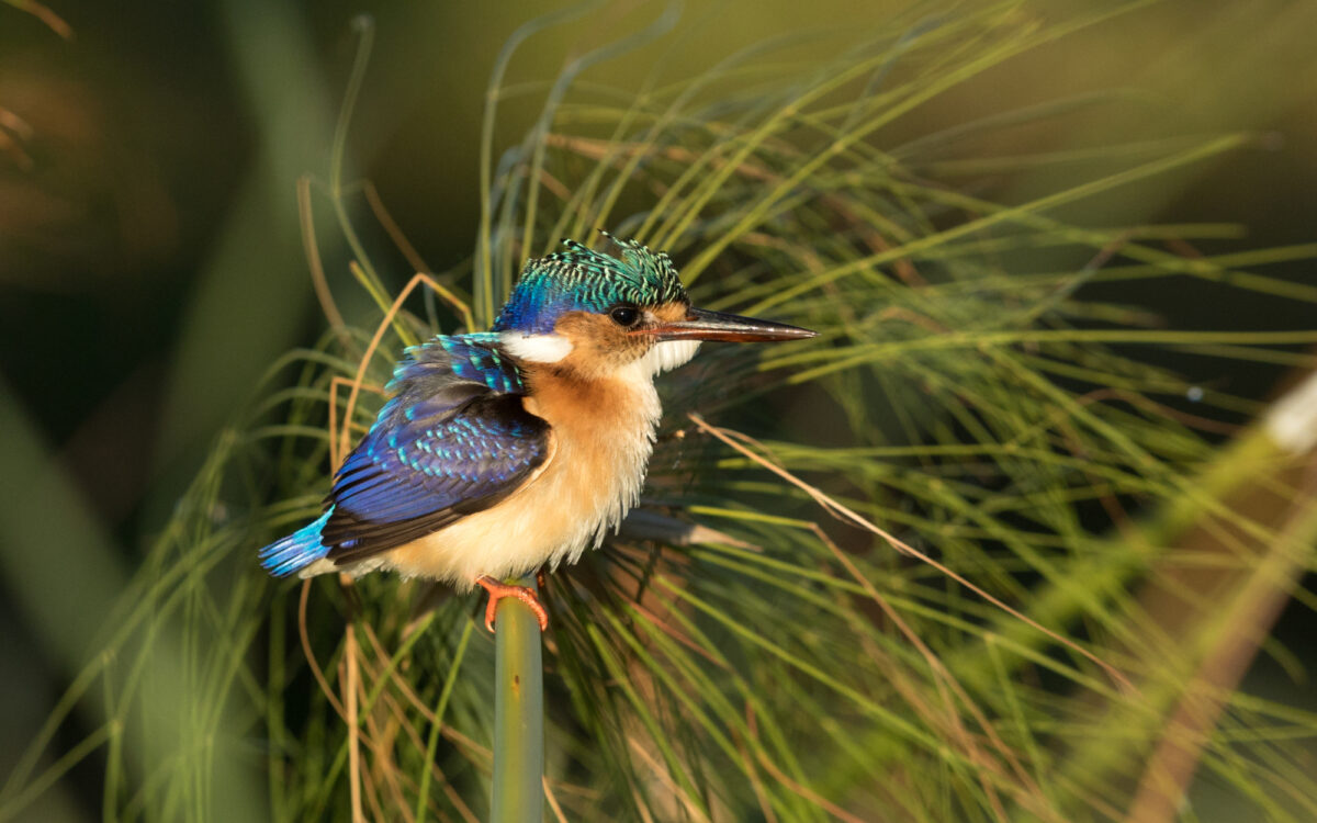 Bostanwana kingfisher