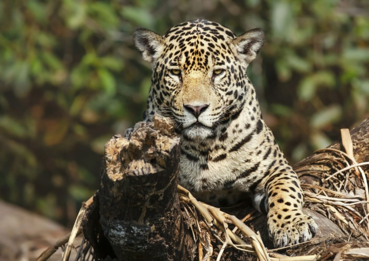 Brazil CUIABA pantanal jaguar