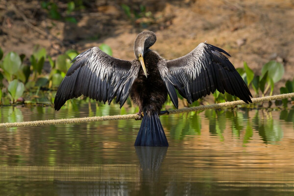 Brazil Pantanal An anhinga with open wings