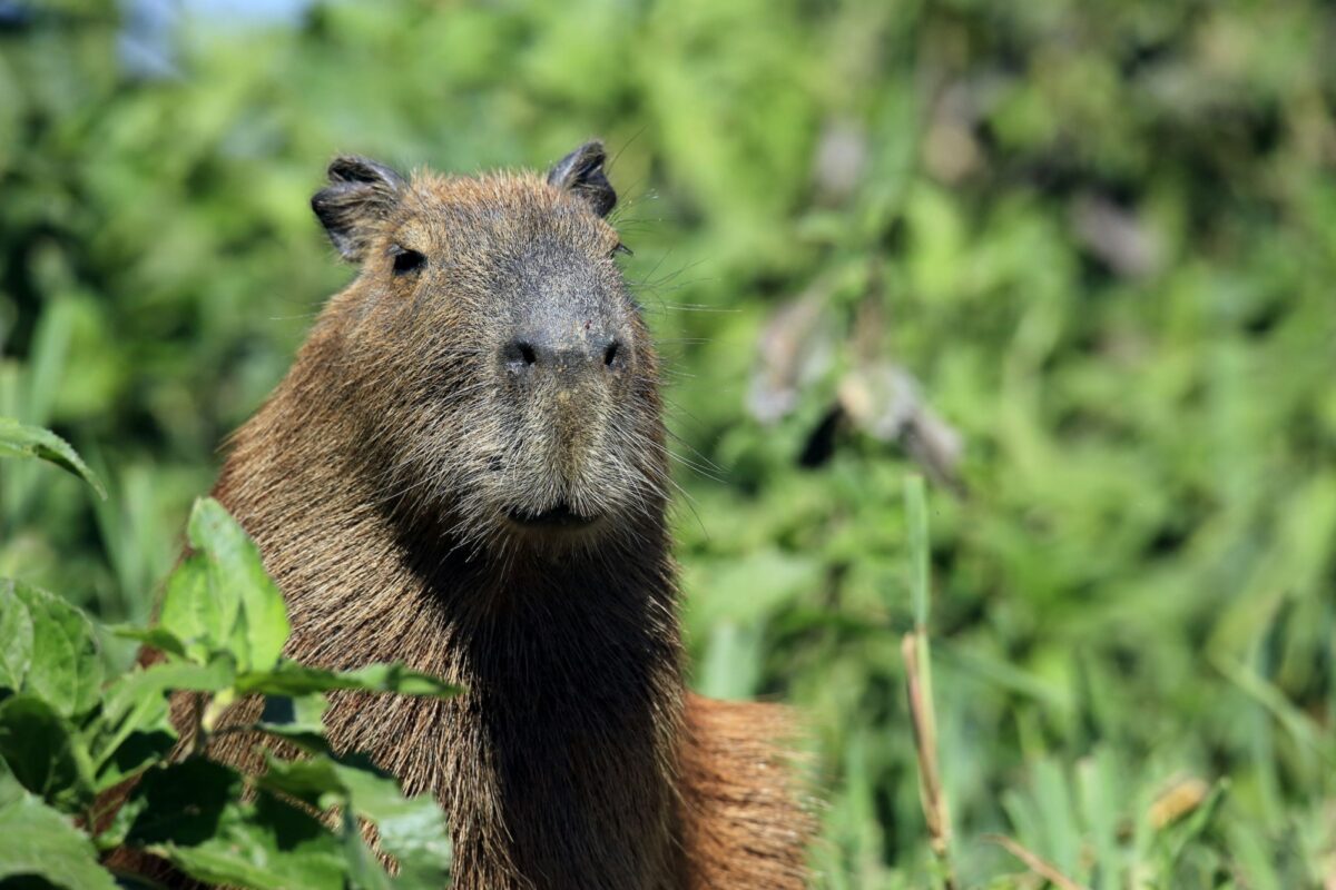 Brazil Pantanal Capybara
