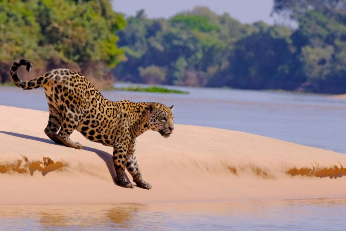 Brazil Pantanal Female Jaguar at Cuiaba River Porto Jofre Mato Grosso do Sul