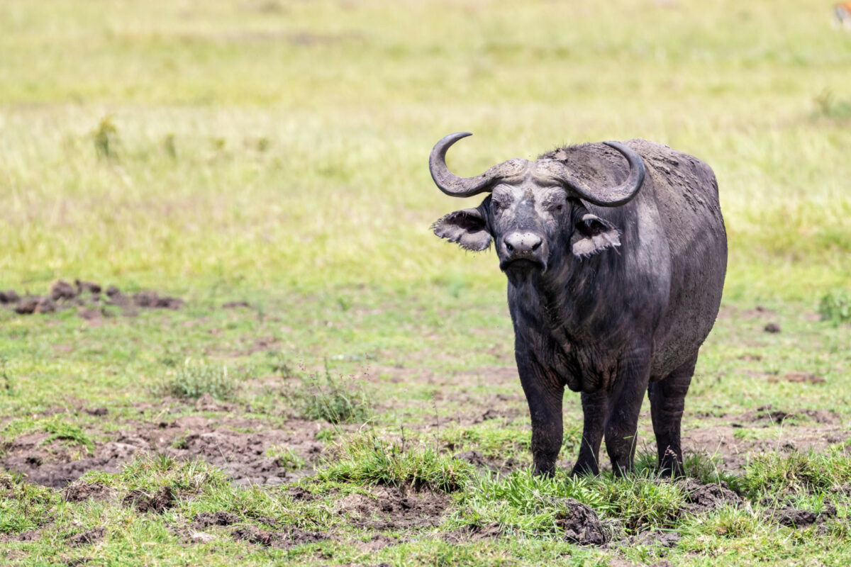 Cape Buffalo Masai Mara Kenya