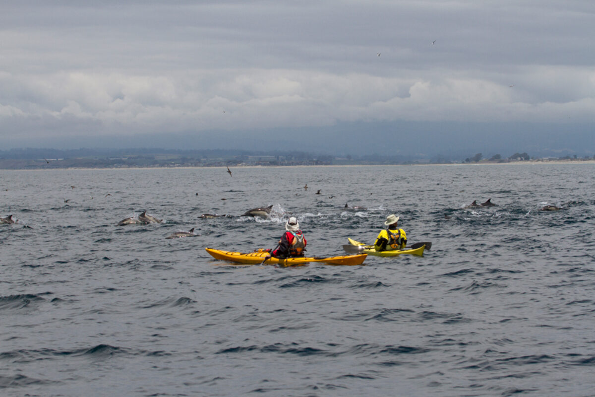 Cheeseman USA dolphin kayaking