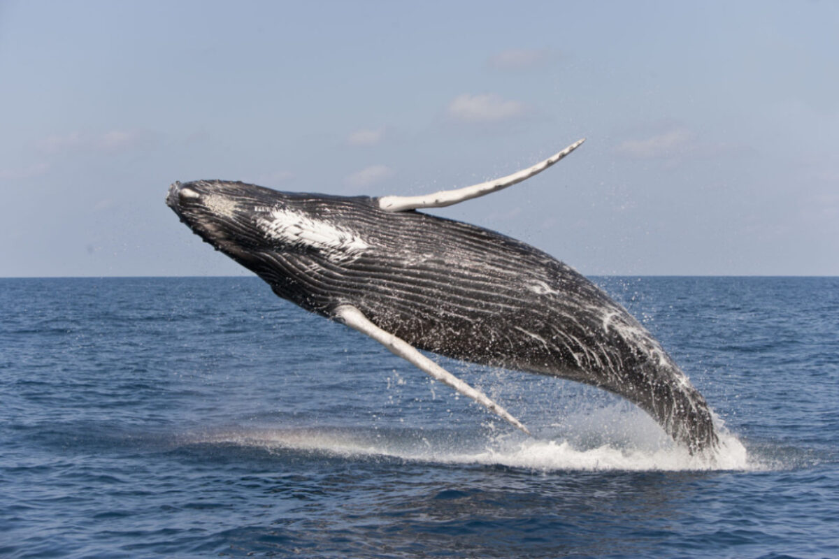 Cheeseman USA silverbank humpbackwhale