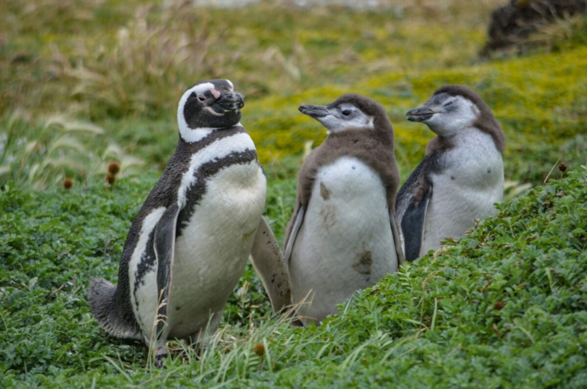 Chile Cape Horn Magellan Penguin