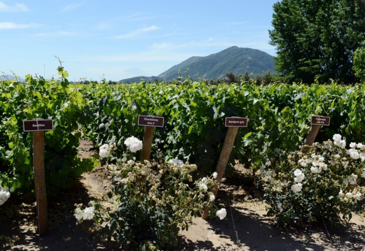 Chile Colchagua winery Viu Manent
