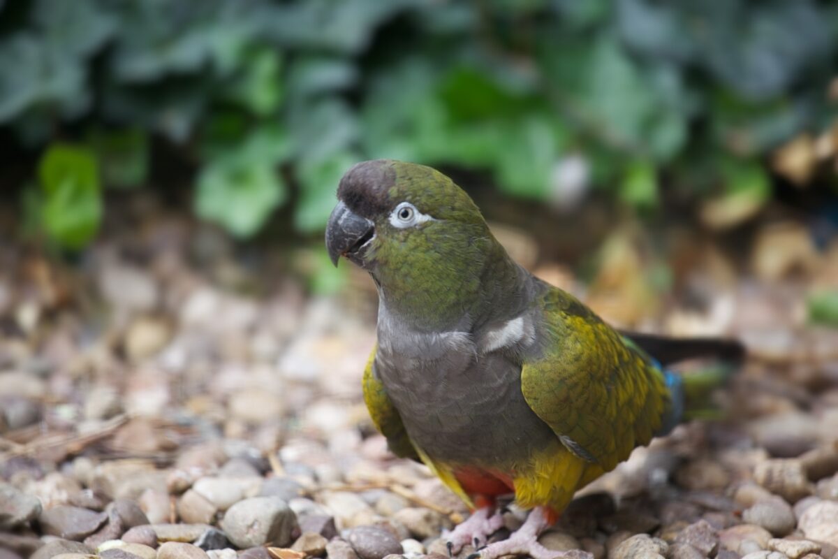Chile_Patagonian-Conure