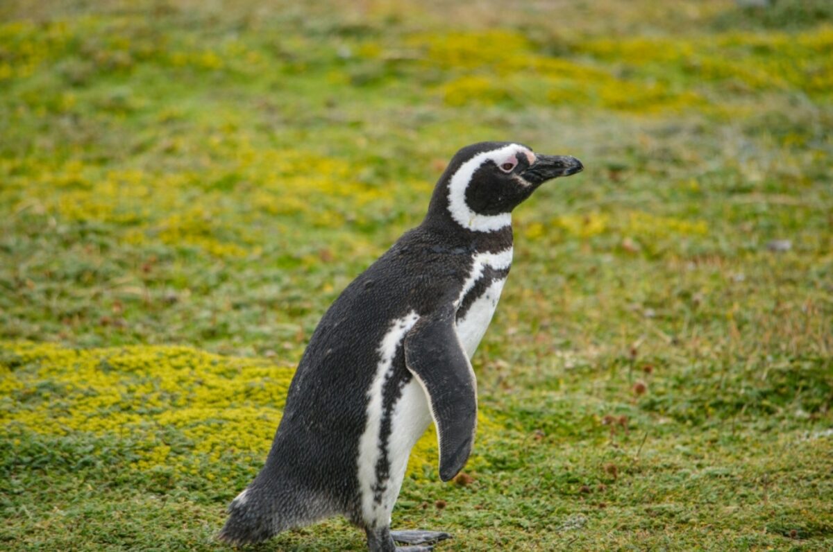 Chile Punta Arenas penguin