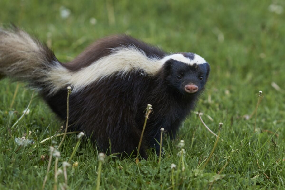 Chile Valle Chacabuco umboldts hog nosed skunk