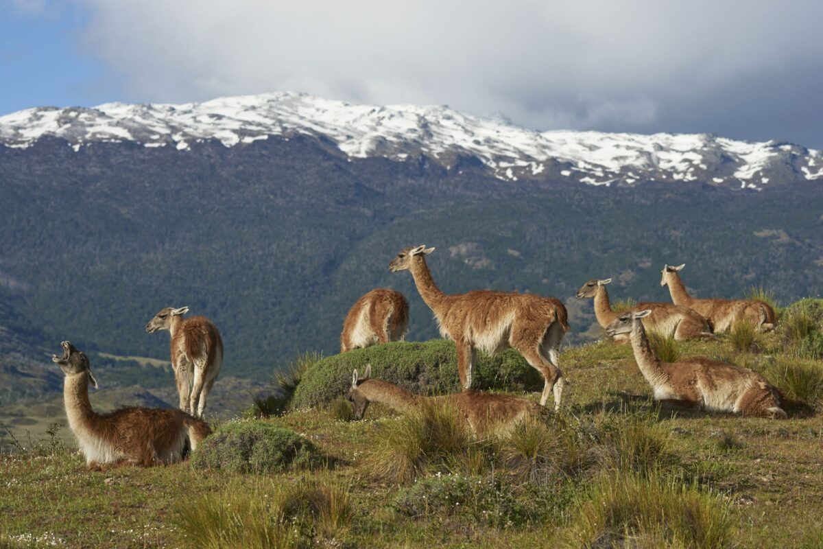 Chile Valle Chacabuco groupofguanaco