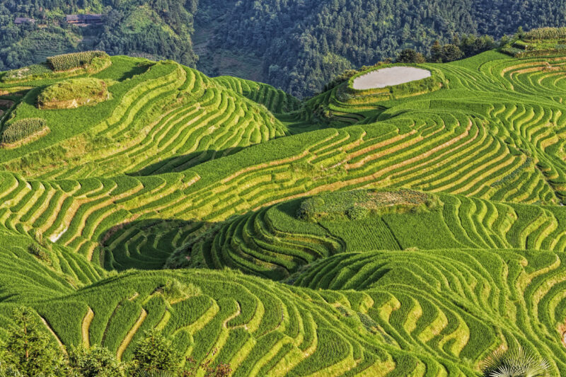 China_Longsheng