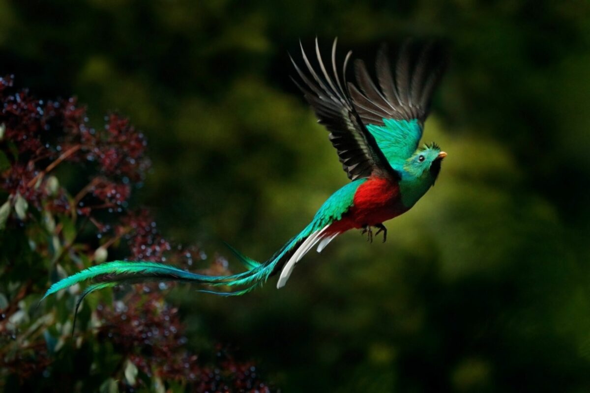 Costa-Rica-Quetzal