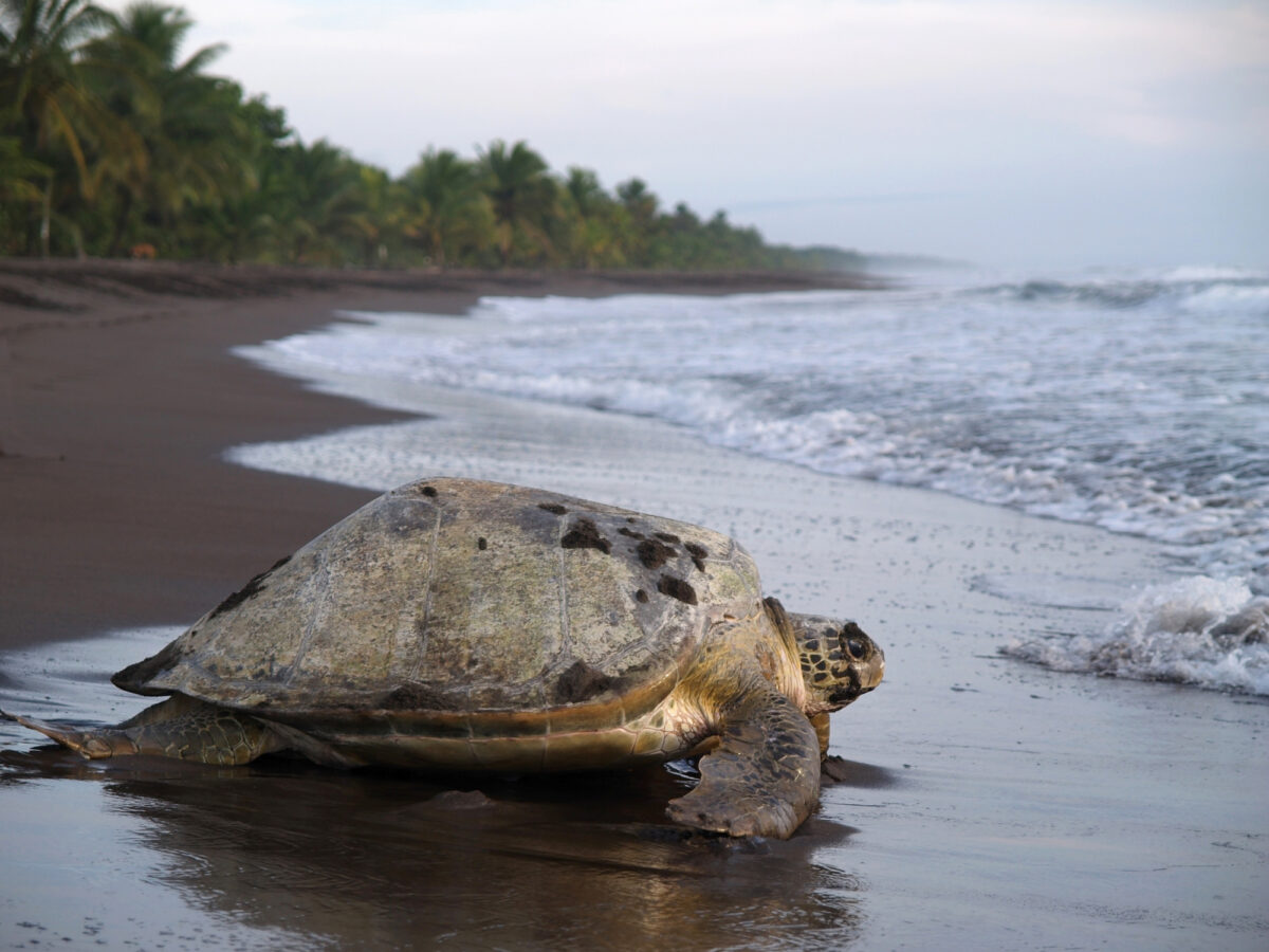 Costa Rica Tortuguero sea turtle