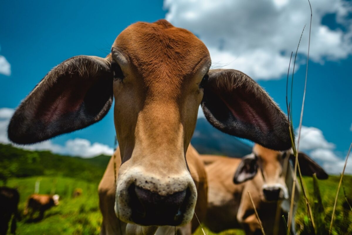 Costa Rica Arenal Volcano cows
