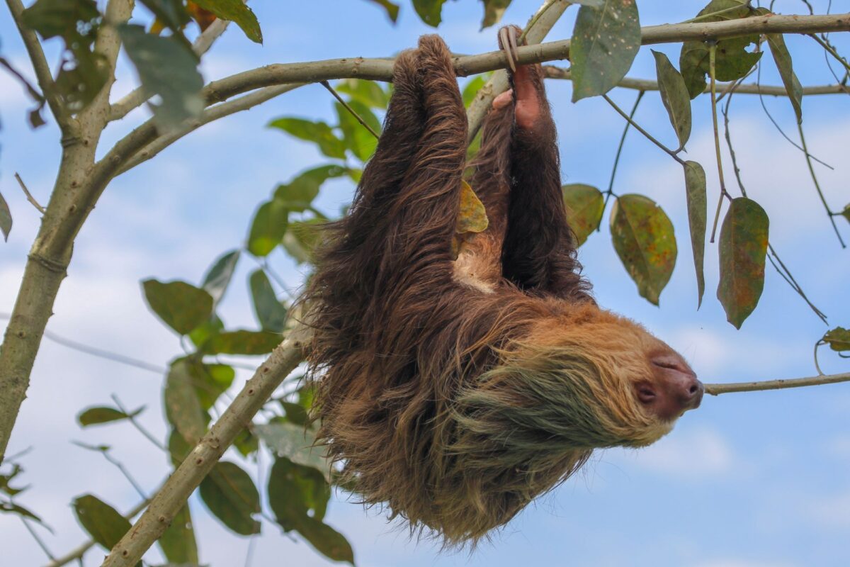 Costa Rica Cahuita sloth