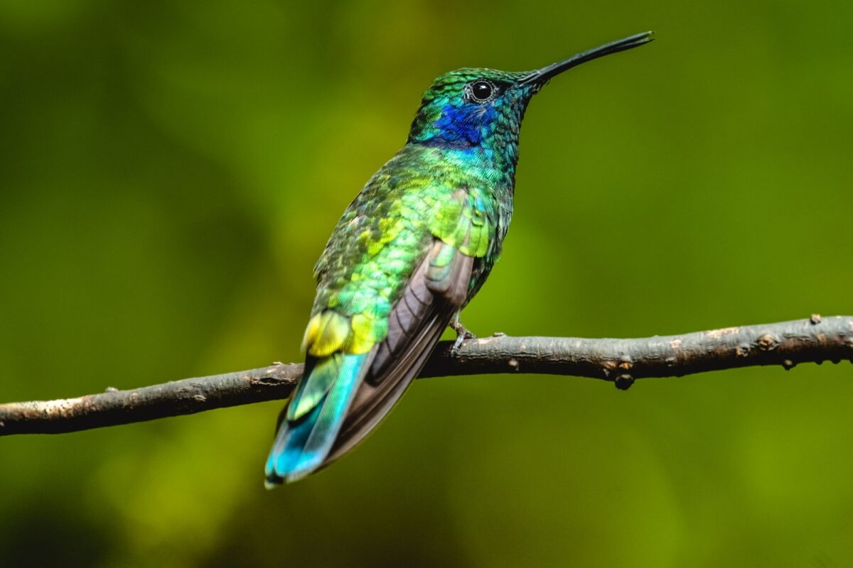 Costa Rica Monteverde esser violetear Colibri cyanotus hummingbird