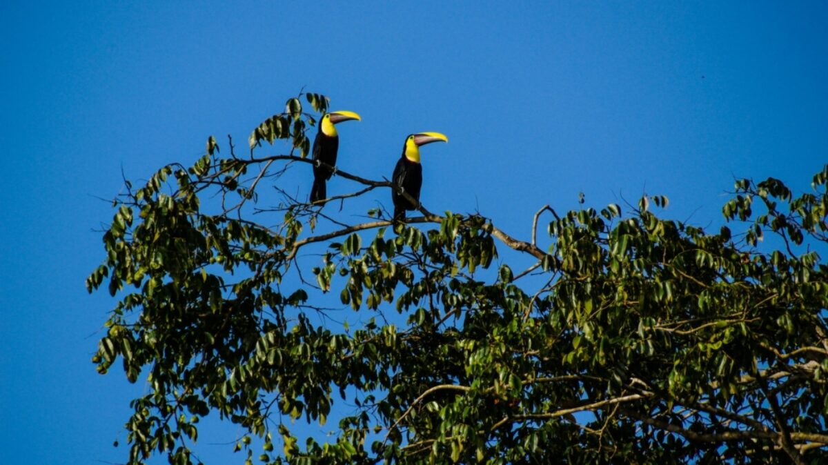 Costa Rica Tortuguero toucans