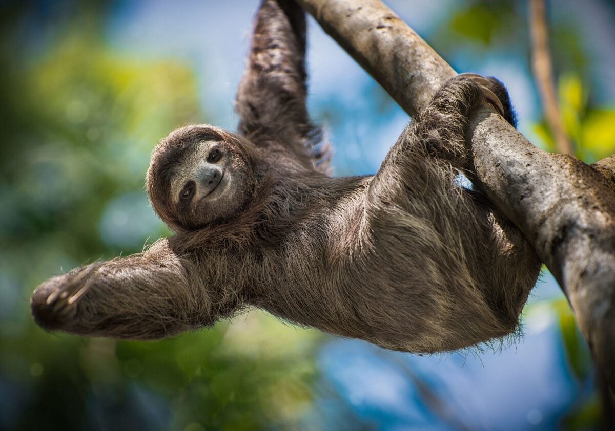 Costa Rica sloth 2