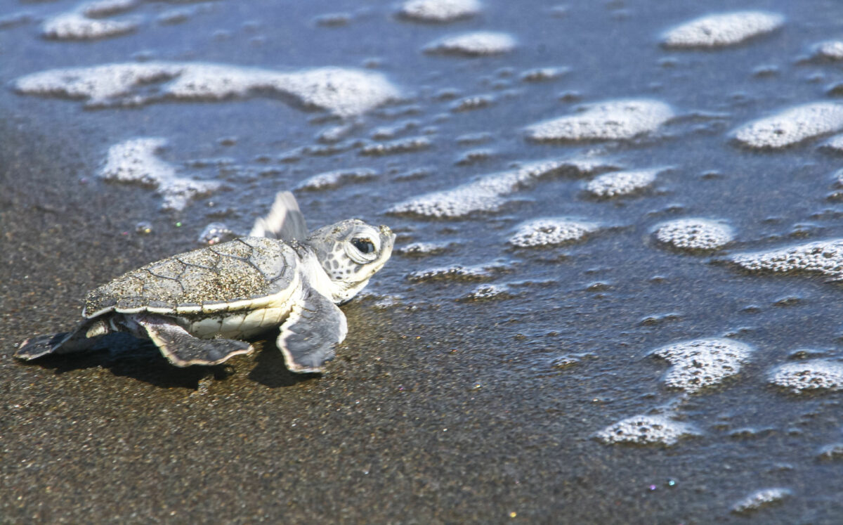 Costa-rica-sea-turtle