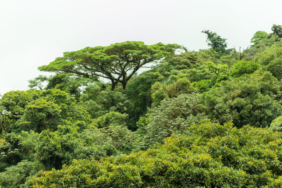 Cpsta Rica Monteverde canopy