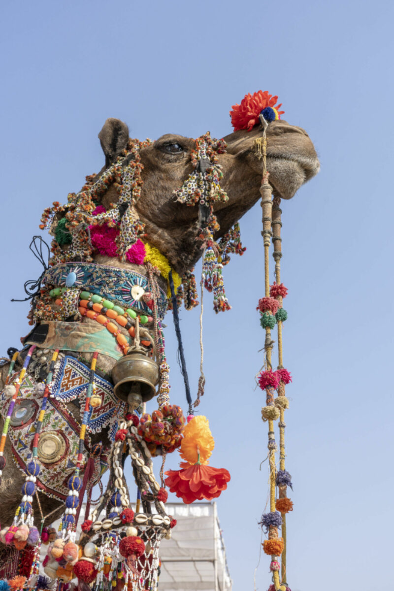 Decorated-head-of-a-camel-in-desert-Thar-during-Pushkar-Camel-Fair-Pushkar-Camel-Mela-in-Rajasthan-India