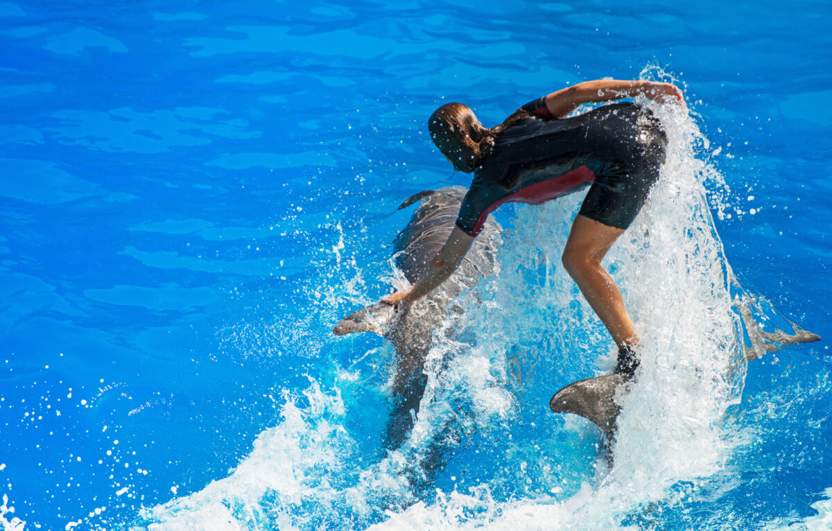 Dolphin show surfing