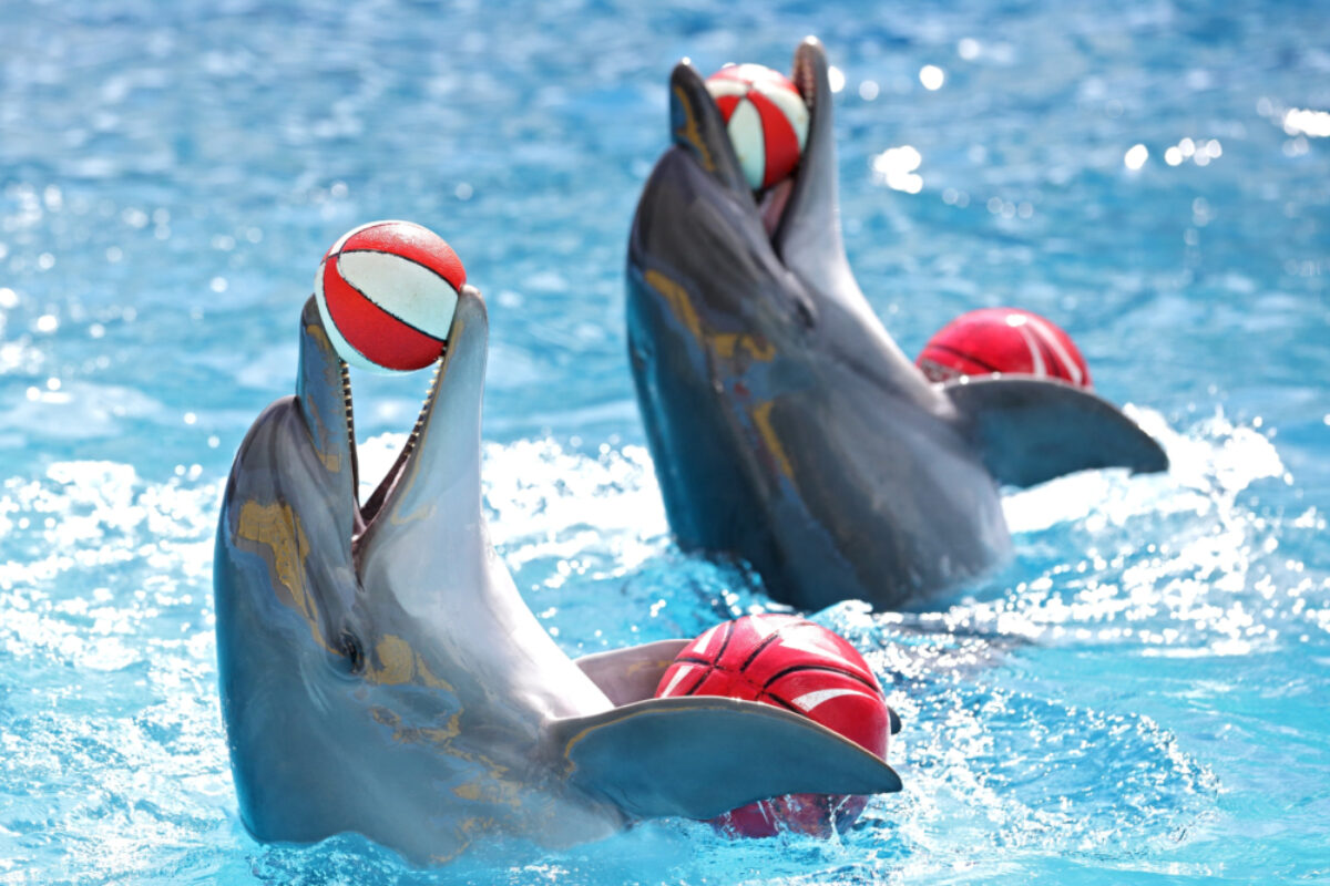 Dolphins playing with balls in the pool