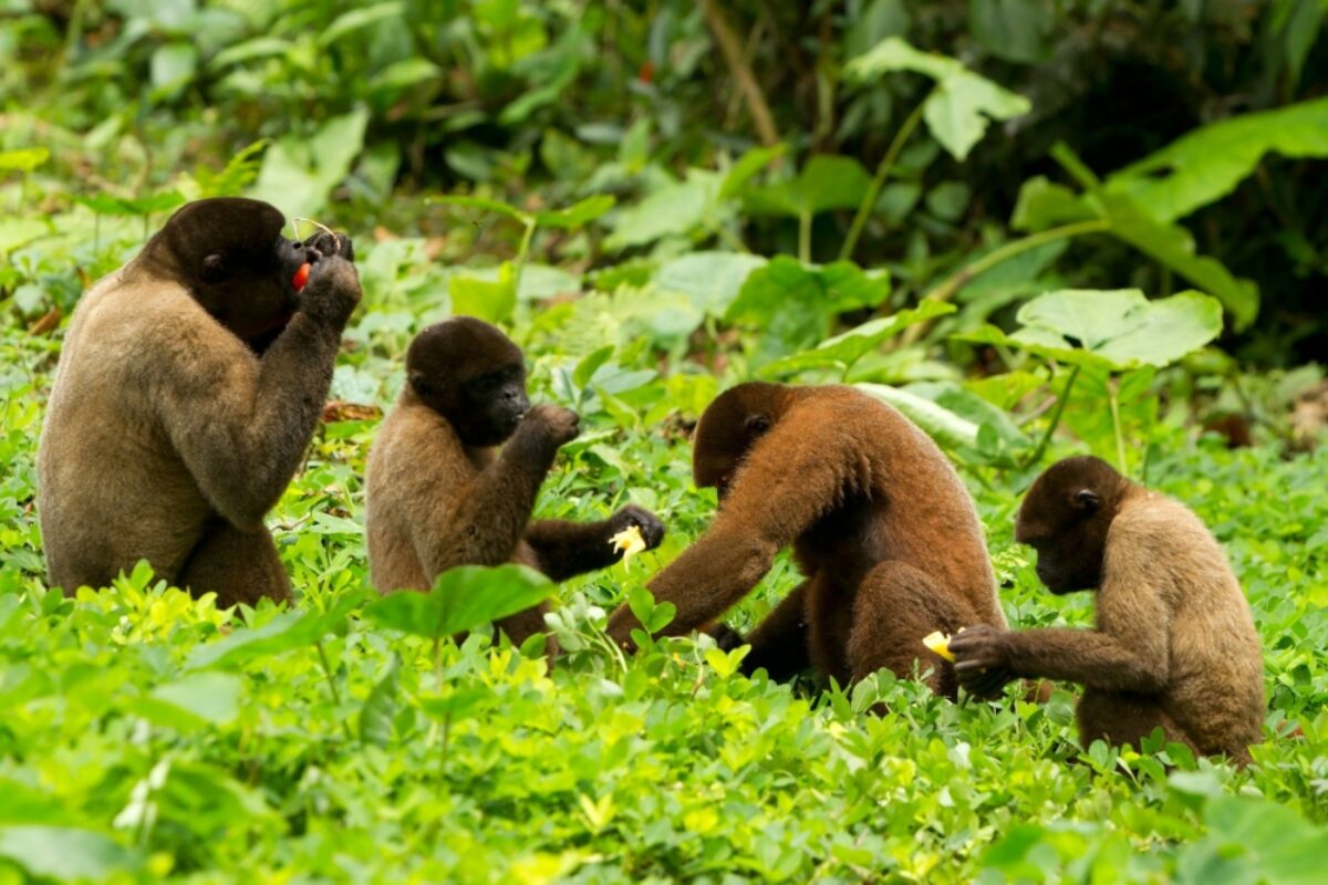 Ecuador Amazon Coca Family of chorongo monkey