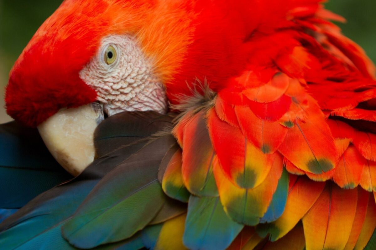 Ecuador Amazon scarletmacaw