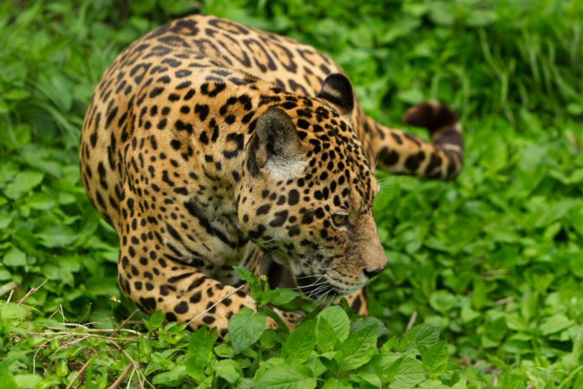 Ecuador Amazon leopards