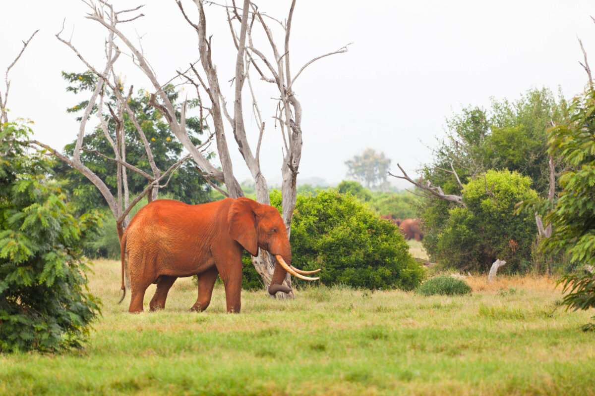 Elephant Tsavo East National Park Kenya
