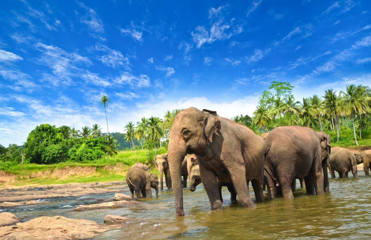 Elephants near Kandy Sri Lanka