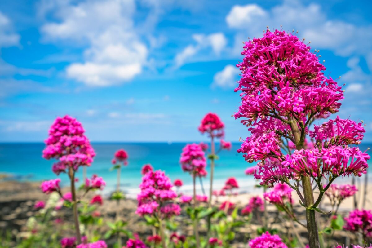 England Cornwall ink flowers growing above St Ives premier golden Porthmeor beach
