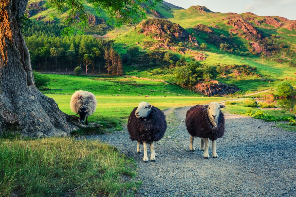 England Lake District Two sheeps on pasture at sunset