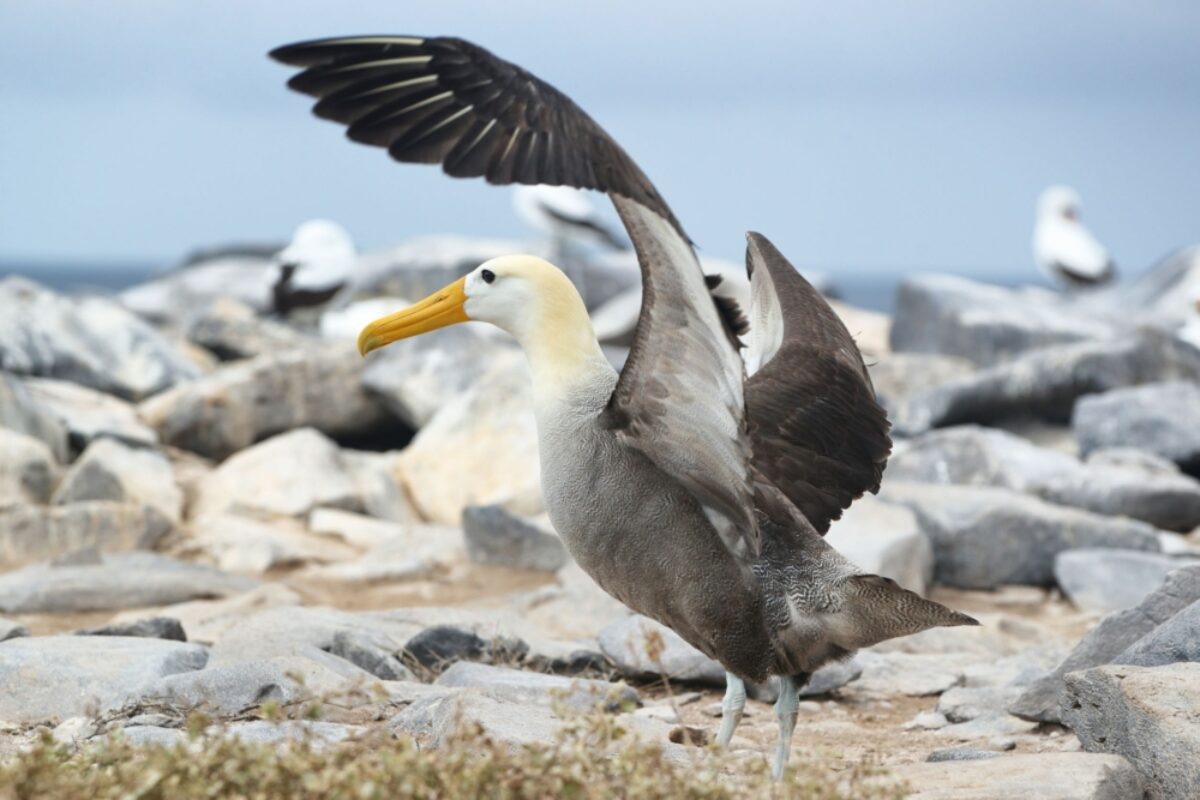 Espanola waved albatross