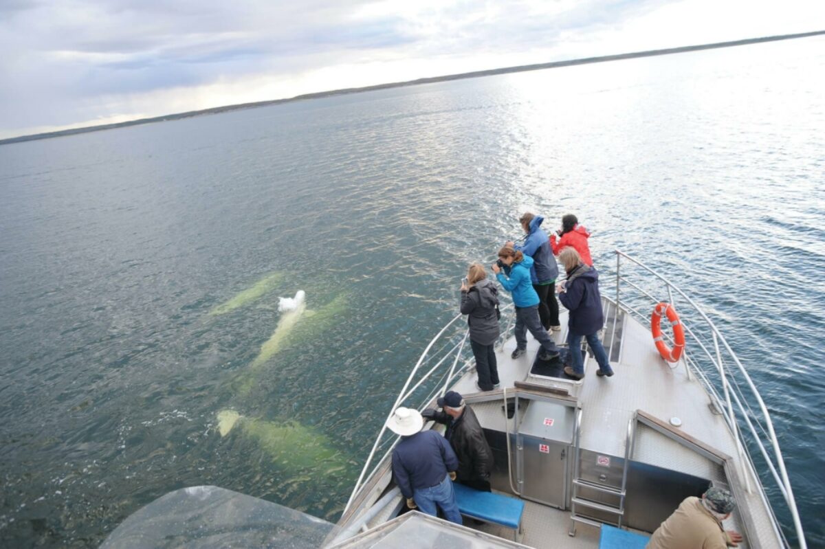 Frontiers North Canada beluga