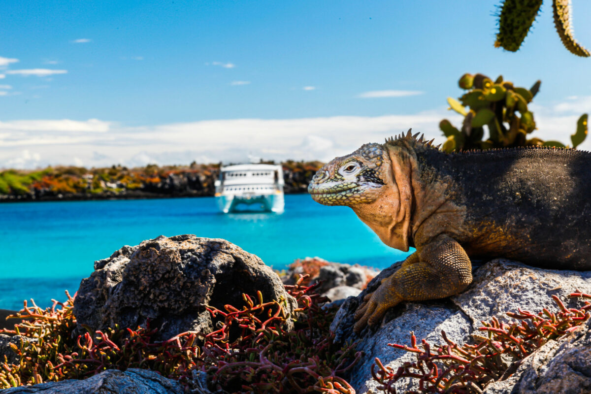 Galapagos-boat-iguana